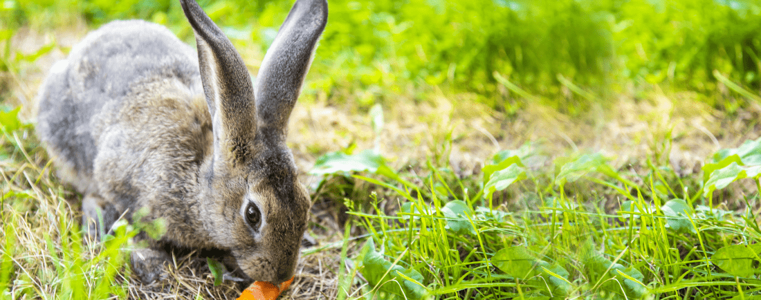 Alimentation pour petits animaux, chiens et chats